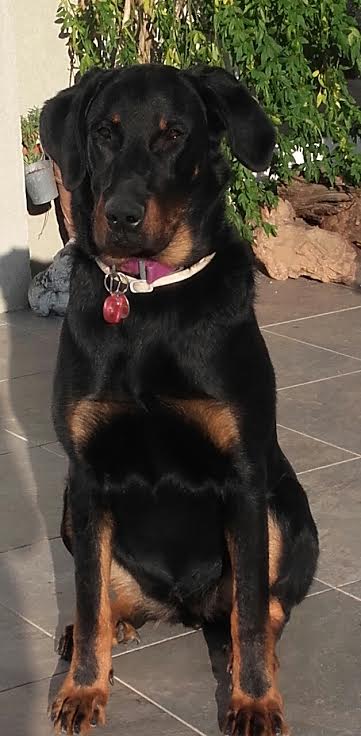domainedelalicorne.fr Elevage de beauceron chiot beauceron pure race élevage du clos de la licorne elevage des gardiens de la licorne elevage beauceron noir et feu authentique gros gabarits élevage de Beauceron familial sérieux et qualité domainedelalicorne.fr suivi des chiots conseil d’éducation chiot propre bas rouge santé caractère spécialiste du beauceron noir et feu ou arlequin chien rustique berger de France  nos chiots sont élevés avec amour et attention notre passion au service de la qualité Beauceron de qualité et sportif domaine de la licorne 04380 BARRAS élevage en liberté éleveur berger de beauce élevage de beauceron de travail 